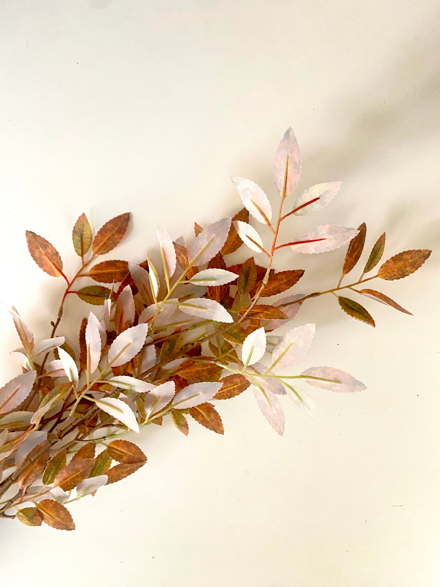 Eucalyptus Fall stem