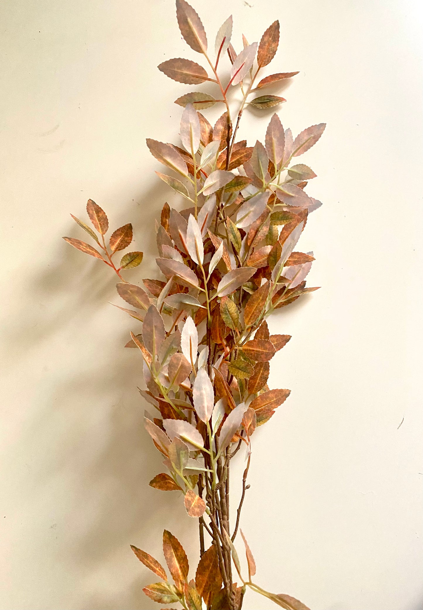 Eucalyptus Fall stem