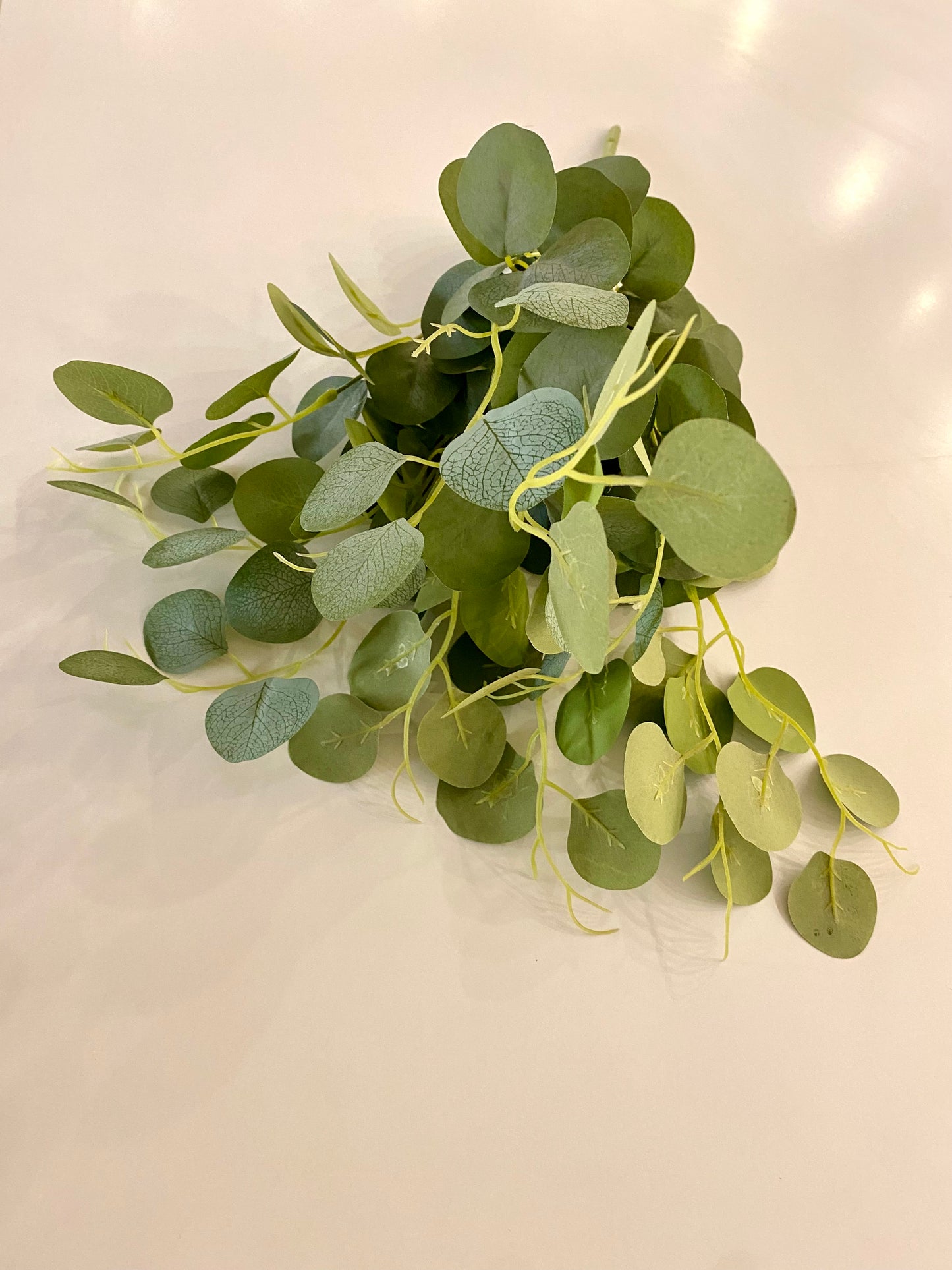 Broad-Leaf Eucalyptus Branch