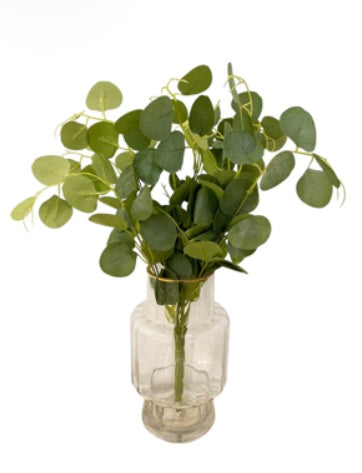 Broad-Leaf Eucalyptus Branch