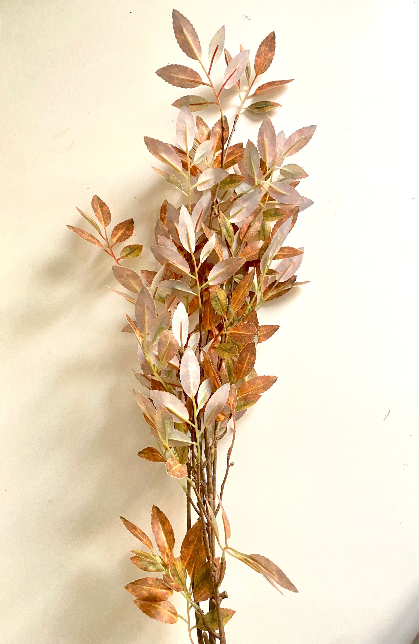 Eucalyptus Fall stem