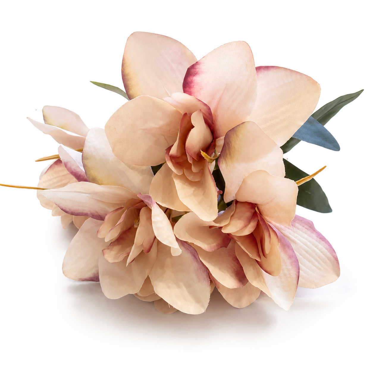 Blush Magnolia