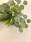 Broad-Leaf Eucalyptus Branch