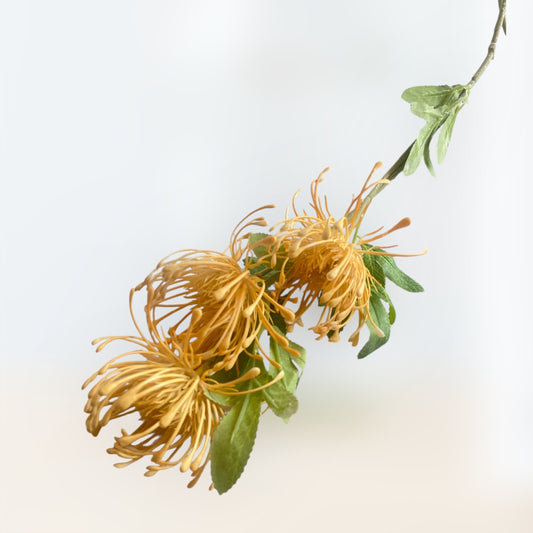 Protea flower