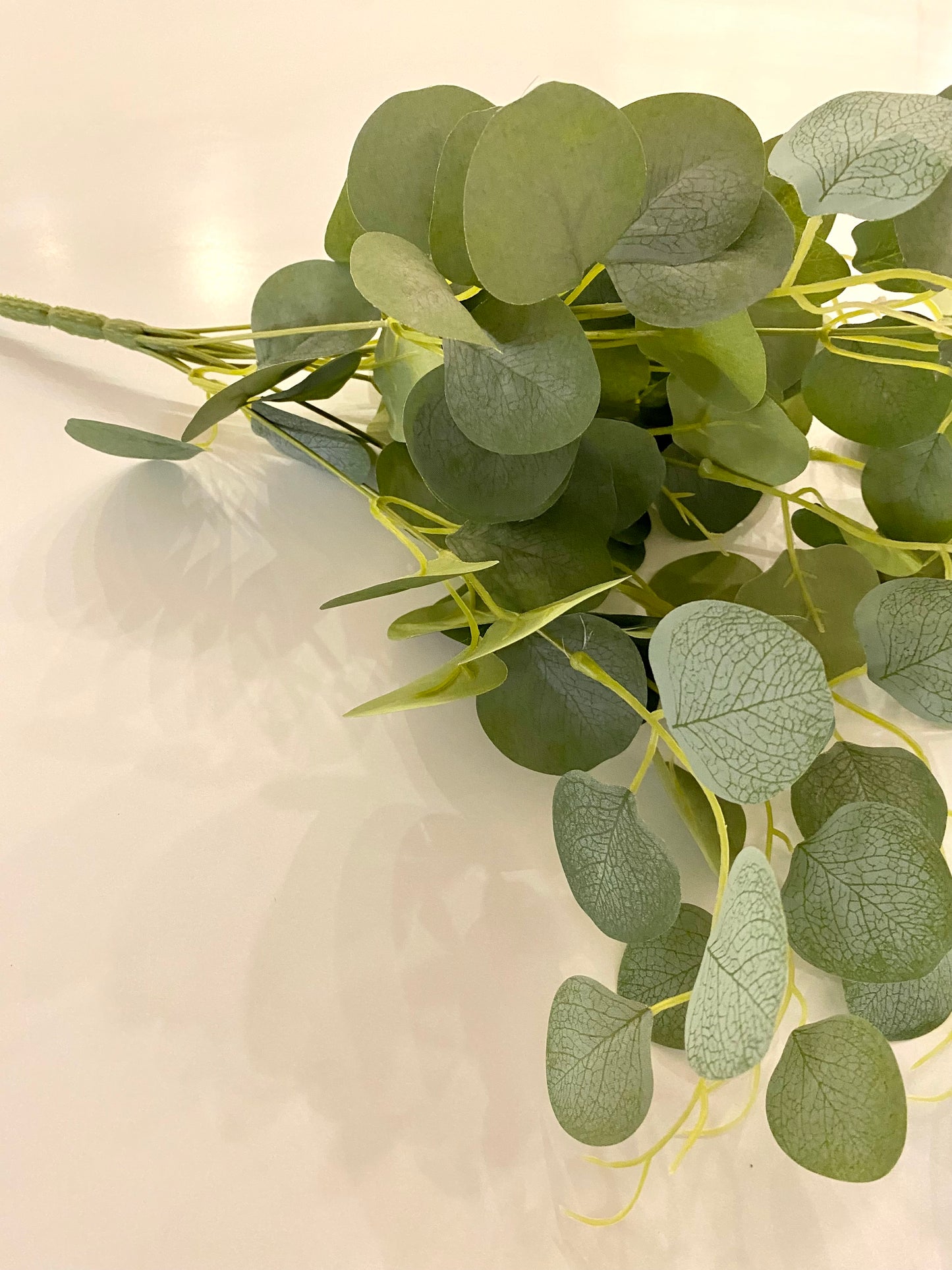 Broad-Leaf Eucalyptus Branch