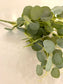 Broad-Leaf Eucalyptus Branch