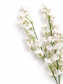 White Blossom Stem