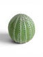 Sage Cactus Sculpture Set