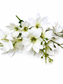 White Magnolia Spray